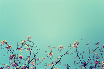 Leafless tree branch with pink flowers against blue sky backgrou