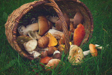 ripe of mushrooms