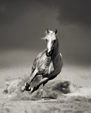 Fototapeta Konie - arab horse running in desert