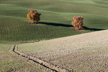 Plough Tuscany field with Earth Furrows and 2 Oak Tree