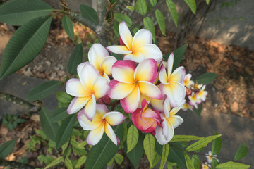 Plumeria flower in full bloom