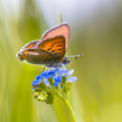 Poster - Violet Copper on forget-me-not