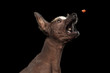 Closeup Funny Xoloitzcuintle - hairless mexican dog breed open mouth with drool Catch treats, on Isolated Black background