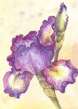 Purple Iris In Watercolor. One Flower On Yellow Background.