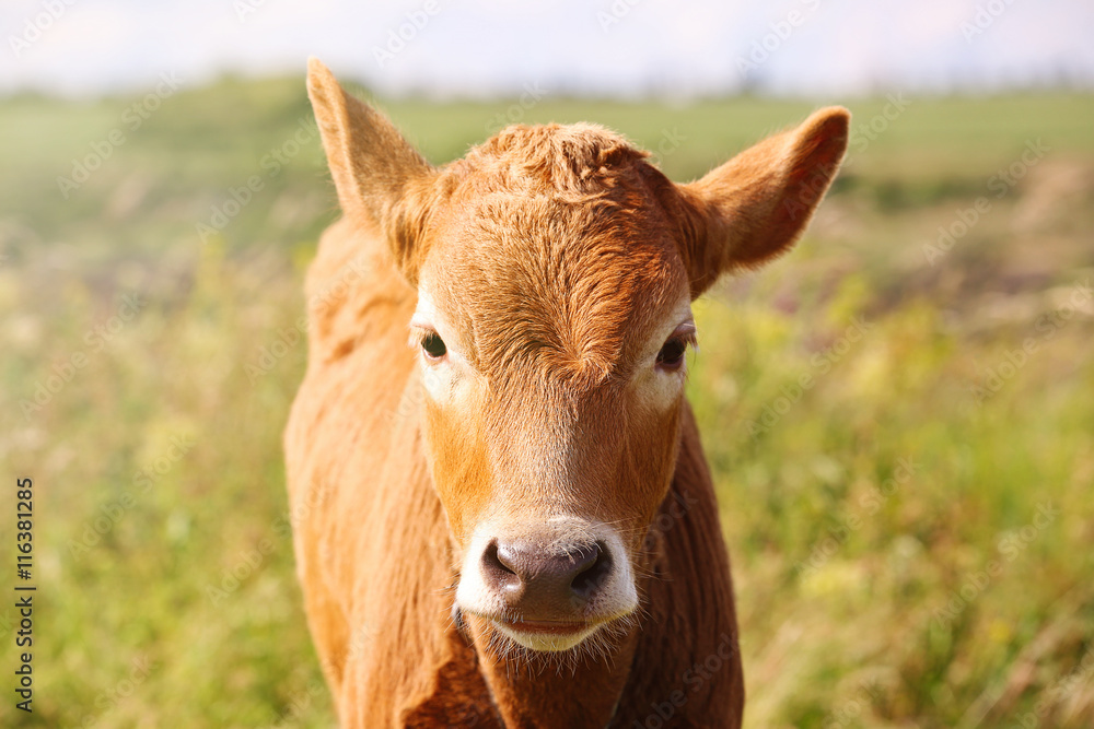Calf in a meadow