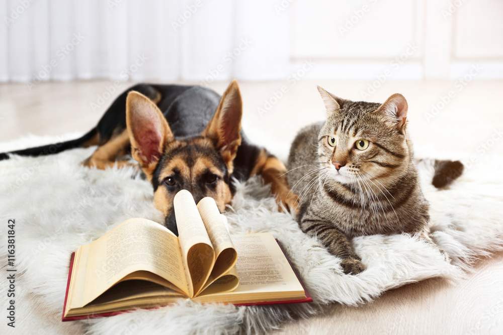 Cute cat and funny dog with book on carpet
