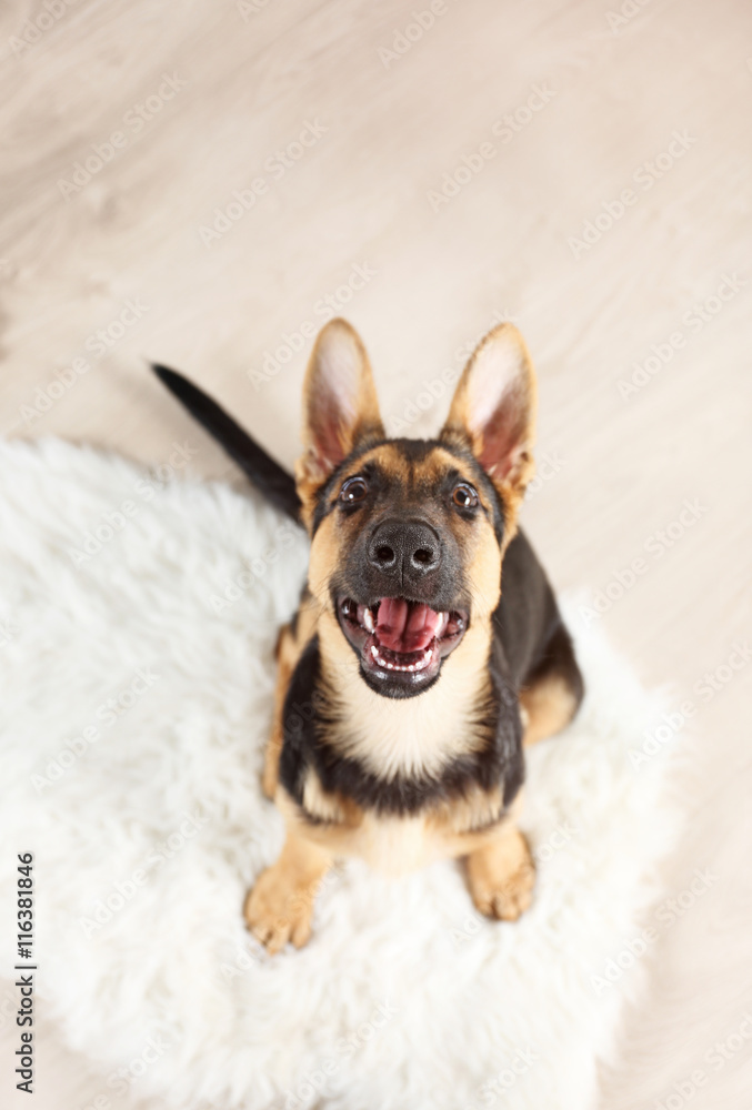 Portrait of cute dog shepherd
