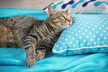 Wall Mural - Cute cat relaxing on pillows