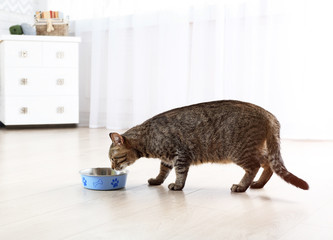 Wall Mural - Cute cat eating at home