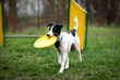 Fox terrier with frisbee
