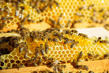 Apiary. Honeycomb Filled With Honey. Bees Sitting On A Honeycomb