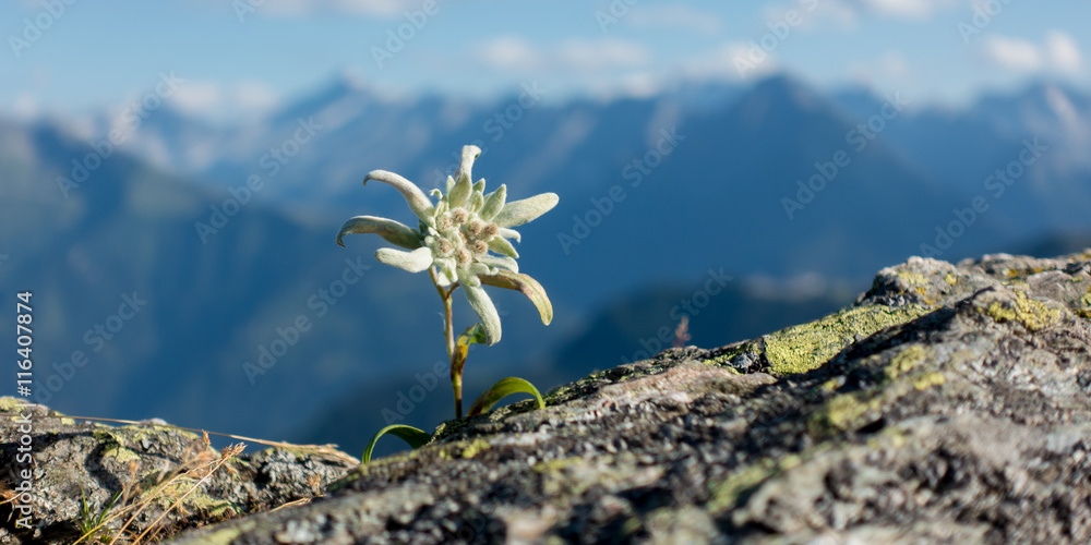 Panorama eines Edelweiss auf Fels in den Alpen - obrazy, fototapety, plakaty 