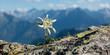 Panorama eines Edelweiss auf Fels in den Alpen