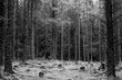small clearing of a forrest on a cold morning, tree trunks-black and white photo
