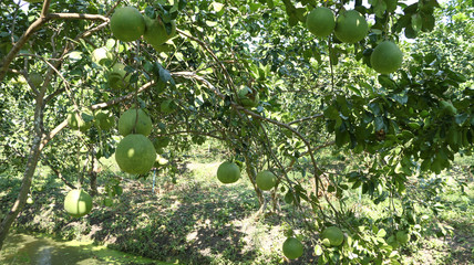 Pomelo Farming