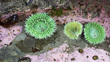 Giant Green Anemone (Anthopleura Xanthogrammica)