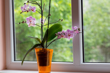 Plant Pot With Orchid In Window