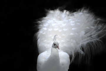 close-up of beautiful white peacock with feathers in