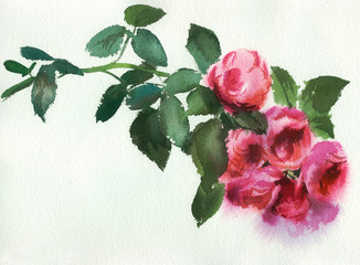 Wall Mural - pink roses, watercolor, drawing on textured paper