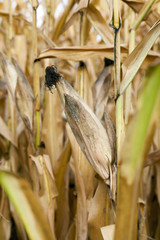 mature corn crop