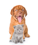 Fototapeta Zwierzęta - bordeaux dogue puppy and scottish kitten sitting together. isolated on white