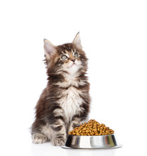 Maine Coon Kitten Sitting With A Bowl Of Dry Cat Food And Looking Up
