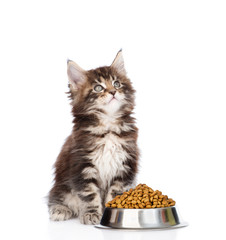 Poster - maine coon kitten sitting with a bowl of dry cat food and looking up
