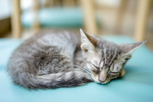 Cat Sleep On The Cushion , Select Focus Eye