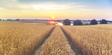 Fototapeta Krajobraz - Lato na polach uprawnych,dojrzewające zboże
