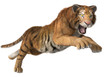 3d CG illustration of a hunting tiger isolated