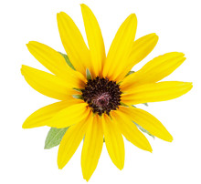Daisy Yellow Flower Isolated On A White Background With Clipping Path