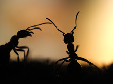 Ants Silhouettes At Sunset. Orange And Black. Macro.