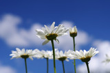 Fototapeta Kosmos - Close up white daisy chamomile flowers from below against blue sky with clouds