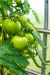 green tomatoes on grow on a branch/branch green tomato on a plant