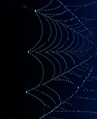 Wall Mural - spider web