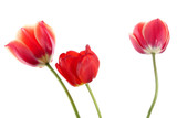 Fototapeta Tulipany - Three tulips