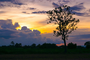 Wall Mural - Tree Siluate Beautiful Silhouette tree sunset time