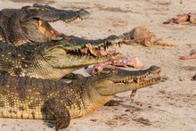 Wildlife Crocodile Catches And Eating A Chicken