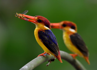 Wall Mural - Pair of Black-backed Kingfisher (Ceyx Erithaca) standing on the