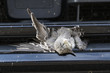 Kleiner Vogel stirbt im Kühlergrill eines Autos