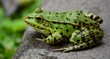 Grüner Frosch am Beckenrand