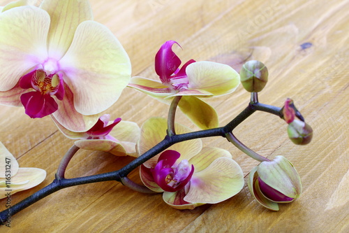 Naklejka - mata magnetyczna na lodówkę Orchidea phalaenopsis