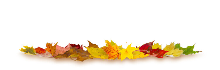 Wall Mural - Colorful autumn maple leaves lying on white background.