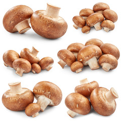 Wall Mural - Set of mushrooms