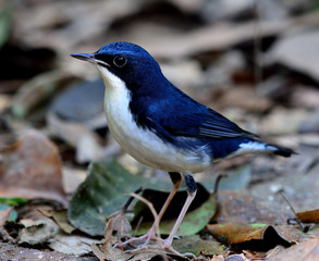 Wall Mural - Siberian blue robin (Luscinia cyane) the beautiful tiny white an