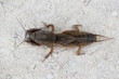 Europäische Mauelwurfsgrille, Mole cricket, Gryllotalpa gryllot