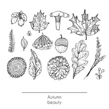 Hand Drawn Autumn Beautiful Set Of Leaves, Flowers, Branches, Mushroom And Berries, Isolated On White Background. Black And White Illustration Showing Autumn Beauty Of Nature With Decorated Objects