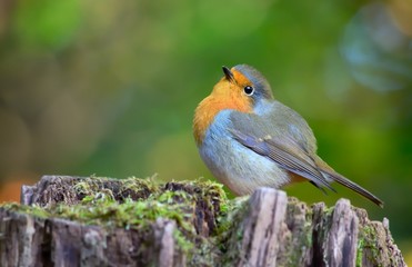 European robin (Erithacus rubecula)