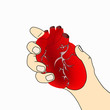 cartoon anatomical heart