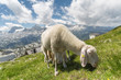 White sheep eating grass in the mountains
